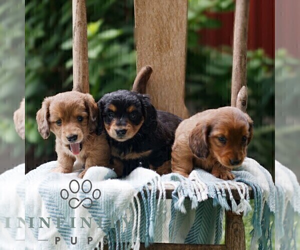 Medium Photo #2 Dachshund Puppy For Sale in EAST EARL, PA, USA