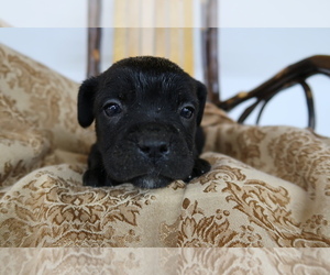 Cane Corso Puppy for sale in EMPIRE STATE, NY, USA