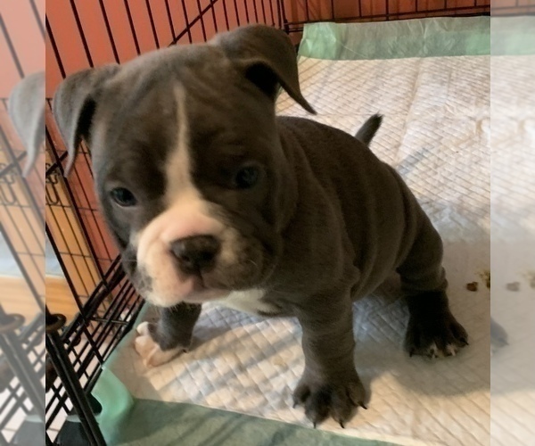 Medium Photo #4 American Bully Puppy For Sale in COLLEGE PARK, MD, USA
