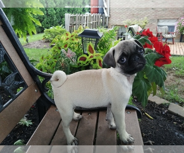 Medium Photo #1 Pug Puppy For Sale in LEBANON, PA, USA