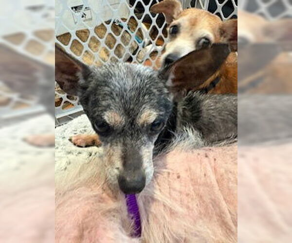 Medium Photo #5 Chihuahua-Unknown Mix Puppy For Sale in San Diego, CA, USA