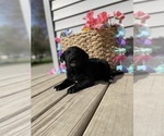 Small Photo #5 Labrador Retriever Puppy For Sale in CHESTERFIELD, MI, USA