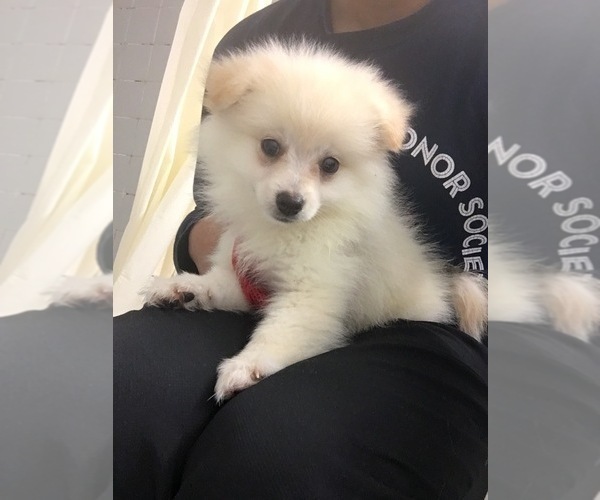 Medium Photo #1 Pomeranian Puppy For Sale in BLMGTN, IN, USA
