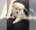 Small Photo #1 Pomeranian Puppy For Sale in BLMGTN, IN, USA
