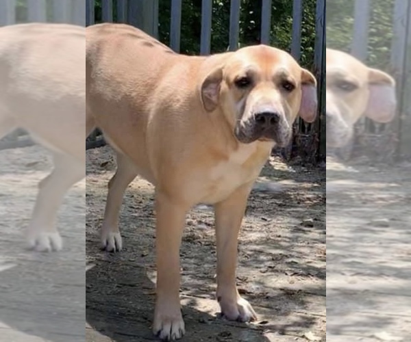 Medium Photo #1 Great Dane-Labrador Retriever Mix Puppy For Sale in NEOLA, WV, USA