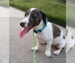 Small #3 Australian Shepherd Mix