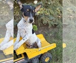 Romeo - Male Rat Terrier Puppy for Sale - Photo #3