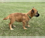 Small #3 Mutt