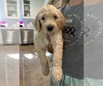 Puppy Harbor Goldendoodle