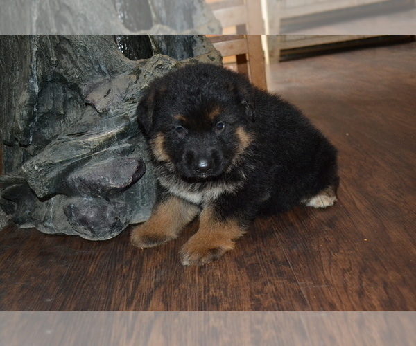 Medium Photo #9 German Shepherd Dog Puppy For Sale in GREENWOOD, WI, USA