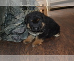 Small Photo #9 German Shepherd Dog Puppy For Sale in GREENWOOD, WI, USA