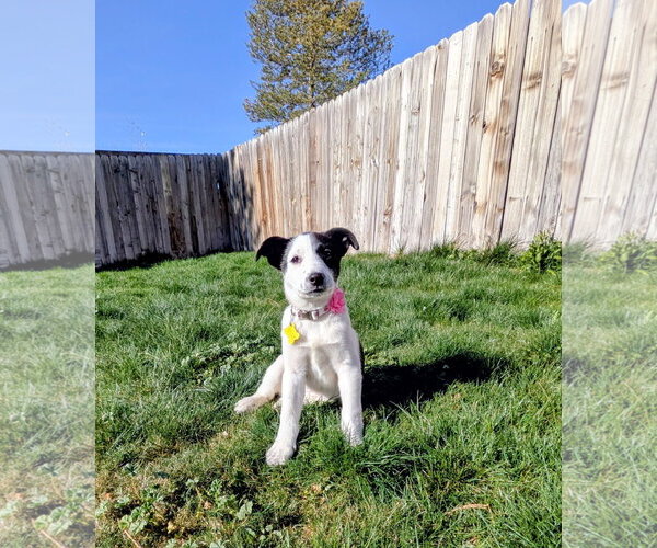 Medium Photo #5 Collie-Unknown Mix Puppy For Sale in Sandy, UT, USA