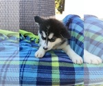Small Photo #5 Alusky Puppy For Sale in GARDEN GROVE, CA, USA
