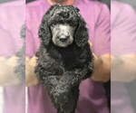 Puppy Dakota Poodle (Standard)