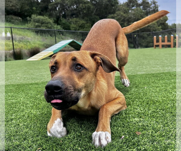 Medium Photo #3 Mutt Puppy For Sale in Salinas, CA, USA