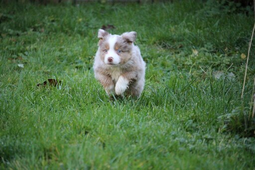 Medium Photo #8 Miniature Australian Shepherd Puppy For Sale in MOUNT VERNON, WA, USA