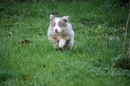 Small Photo #8 Miniature Australian Shepherd Puppy For Sale in MOUNT VERNON, WA, USA