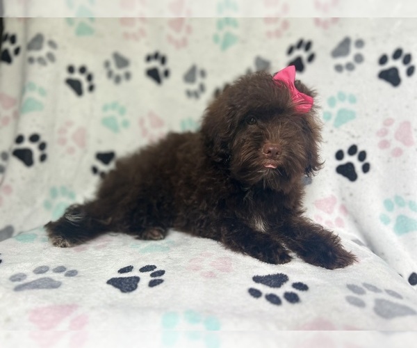 Medium Photo #2 ShihPoo Puppy For Sale in LAKELAND, FL, USA