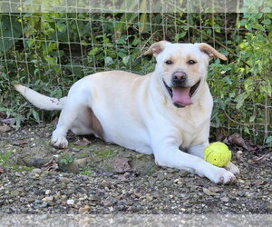 Labrador Retriever-Unknown Mix Dogs for adoption in Woodsfield, OH, USA