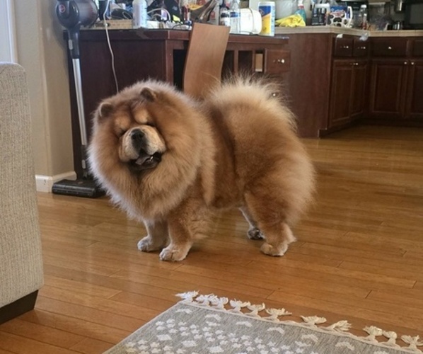 Medium Photo #1 Chow Chow Puppy For Sale in MERCED, CA, USA