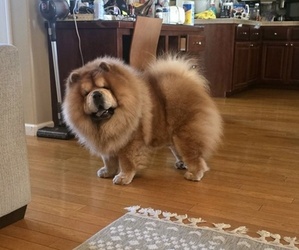 Father of the Chow Chow puppies born on 09/24/2026