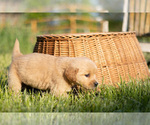 Small Photo #9 Golden Retriever Puppy For Sale in JONES, MI, USA