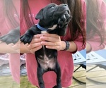 Small Photo #4 Staffordshire Bull Terrier Puppy For Sale in DAWSONVILLE, GA, USA