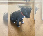 Small #3 American Staffordshire Terrier Mix