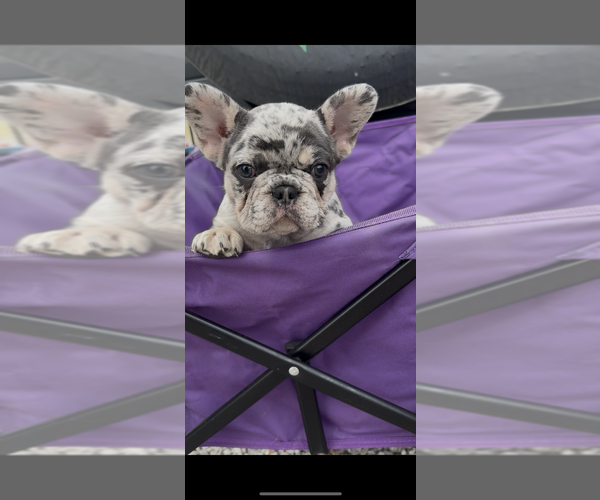 Medium Photo #1 French Bulldog Puppy For Sale in HANCEVILLE, AL, USA