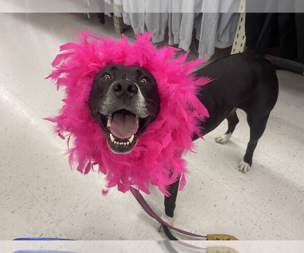 Medium Photo #4  Puppy For Sale in , 