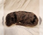 Small #5 F2 Aussiedoodle