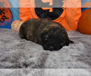 Bouvier Des Flandres Puppy for sale in MARIONVILLE, MO, USA