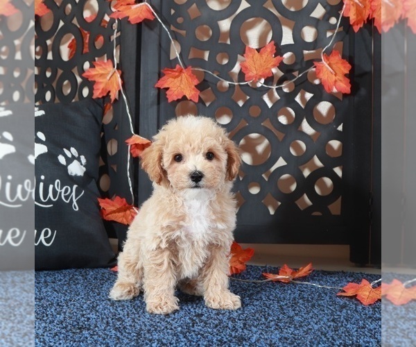 Medium Photo #1 Bichpoo Puppy For Sale in MOUNT VERNON, OH, USA