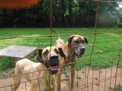 Medium Photo #1 Great Dane Puppy For Sale in BLUE CREEK, OH, USA