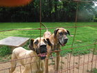 Small Photo #1 Great Dane Puppy For Sale in BLUE CREEK, OH, USA