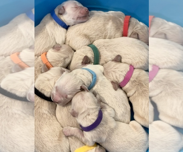 Medium Photo #3 English Cream Golden Retriever Puppy For Sale in HIDDENITE, NC, USA