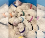 Small Photo #3 English Cream Golden Retriever Puppy For Sale in HIDDENITE, NC, USA