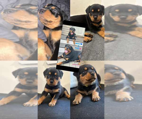 Medium Photo #1 Rottweiler Puppy For Sale in MONROE TOWNSHIP, NJ, USA