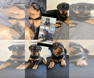 Rottweiler Puppy for sale in MONROE TOWNSHIP, NJ, USA