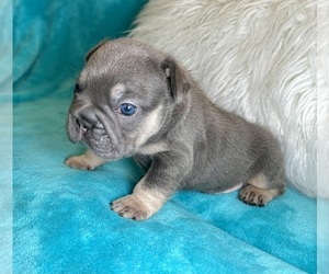 French Bulldog Puppy for sale in CHARLOTTE, NC, USA