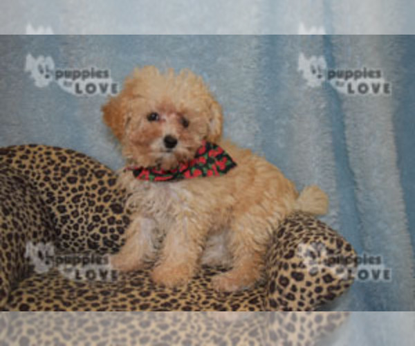 Medium Photo #7 Poodle (Toy) Puppy For Sale in SANGER, TX, USA