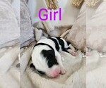 Puppy Black Sheepadoodle