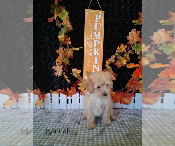 Medium Photo #2 Goldendoodle (Miniature) Puppy For Sale in MOUNT PLEASANT, MI, USA