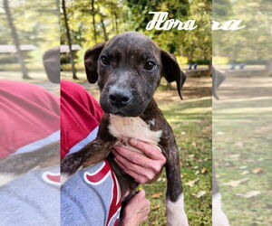 American Pit Bull Terrier-American Staffordshire Terrier Mix Dogs for adoption in Wenonah, NJ, USA