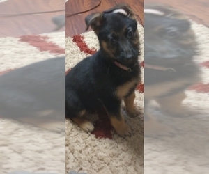 German Shepherd Dog Puppy for Sale in ONEONTA, New York USA