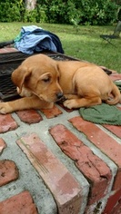 Labrador Retriever Puppy for sale in JACKSONVILLE, FL, USA