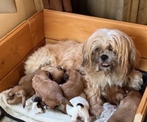 Mother of the Shih Tzu puppies born on 04/11/2025