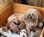 Small Photo #1 Shih Tzu Puppy For Sale in CENTER POINT, TX, USA