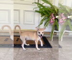 Small Photo #5 Chug Puppy For Sale in Santa Clarita, CA, USA