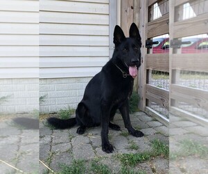 German Shepherd Dog Puppy for sale in OSTRANDER, OH, USA